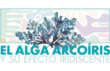  La cosmética del mar de Prisma Natural, El Alga Arcoíris y su efecto iridiscente: te revelamos uno de los secretos mejor guardados de Sea Beauty.