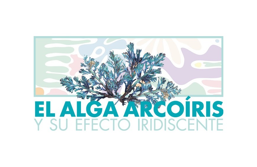  La cosmética del mar de Prisma Natural, El Alga Arcoíris y su efecto iridiscente: te revelamos uno de los secretos mejor guardados de Sea Beauty.